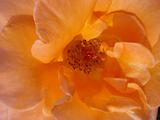 Soft Orange Rose