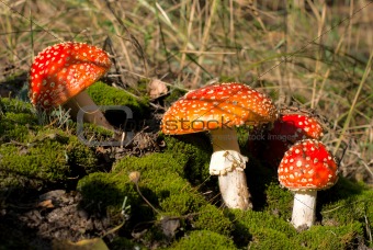 Red mushrooms among moss