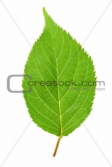 green leaf