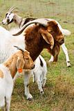 Billy goat with nanny goats