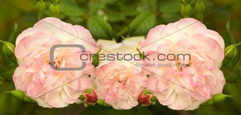 soft pink rose flowers in spring 