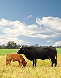 mother and baby cow Australian bred beef cattle