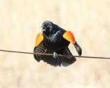 red-winged blackbird