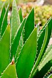 Desert Agave cactus (Agave deserti) leaves and thorns