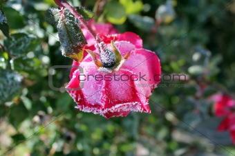 ice rose