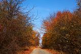 Road among autumn trees