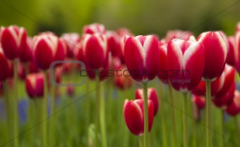 Colorful tulips 