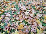 Carpet of leaves in autumn