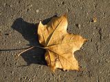 Maple leaf in autumn