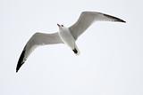 Audouin's Gull Flying