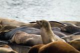 Sea Lions Sunning on Barge at Pier 39 San Francisco