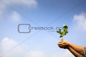 hand of farmer holding young plant with cloud background