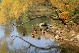 autumn,Geese  swim