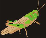 The big locust