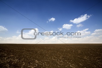 Field crop and sky