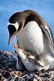 penguins nest 