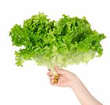 Lettuce in hand