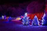 Christmas fantasy - pine trees in x-mas lights