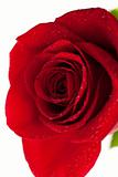 Scarlet flowering rose