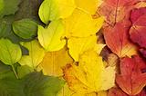 Beautiful fallen leaves lying in tree color line: green, yellow,