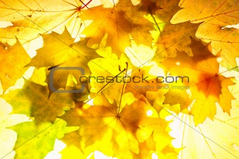 Autumnal backround. Bright fallen maple leafs at sunbeam