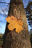 Autumn leave on tree