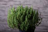 closeup of a thyme plant 