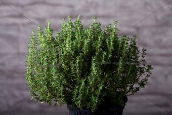 closeup of a thyme plant 