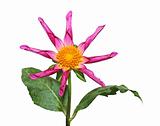 Pink Dahlia flower 