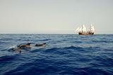 Three dolphin and the ship