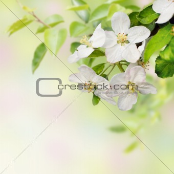 Beautiful  spring blossoming apple tree