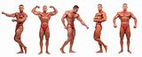  Male body builder demonstrating five poses - isolated