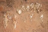 Monkey skulls into the walls, Mali (Africa).