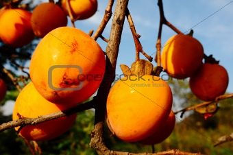 Persimmon on the branch