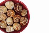 snails as gourmet food 