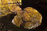 old autumn tree