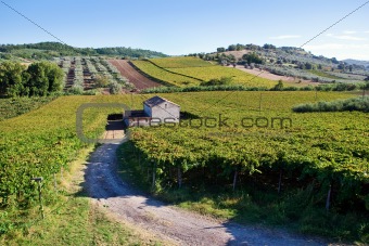 Small farmhouse in the middle of vineyards 