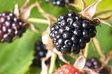 Blackberries bunch