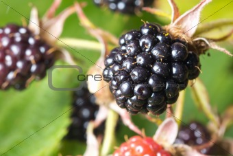 Blackberries bunch