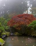 Maple Tree Over Waterfall at Japanese Garden