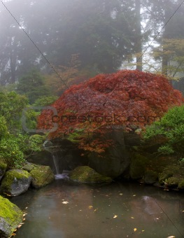 Maple Tree Over Waterfall at Japanese Garden