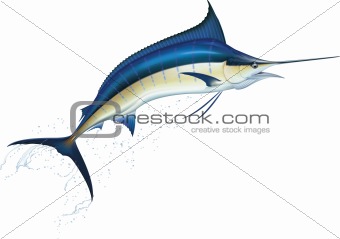 Blue marlin