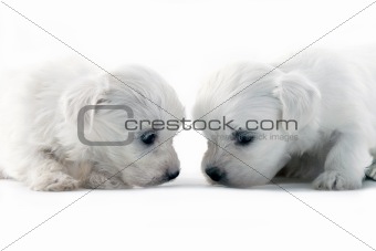 maltese dogs