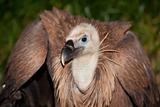 Vulture, The Merindades, Burgos, Spain