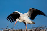 Stork, Vitoria, Alava, Spain