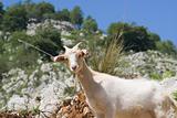 Goat in Picos de Europa, Asturias, Spain