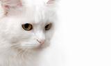 White Cat isolated on white background