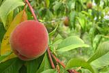 peach as nice fruit food natural background