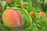 peach as nice fruit food natural background