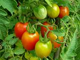 tomatoes